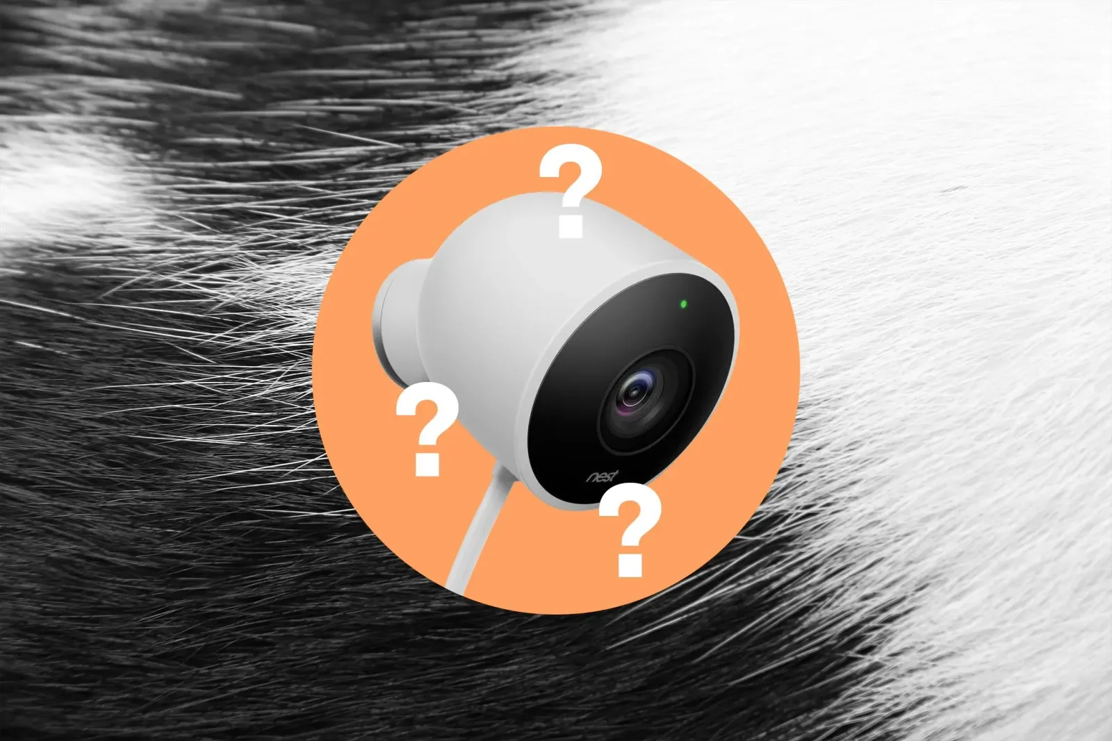 Google's Pet Memory forgot who my cats are
