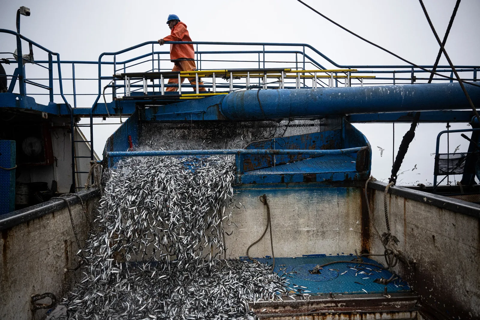 El Niño Is Already Wreaking Havoc on Pacific Fisheries