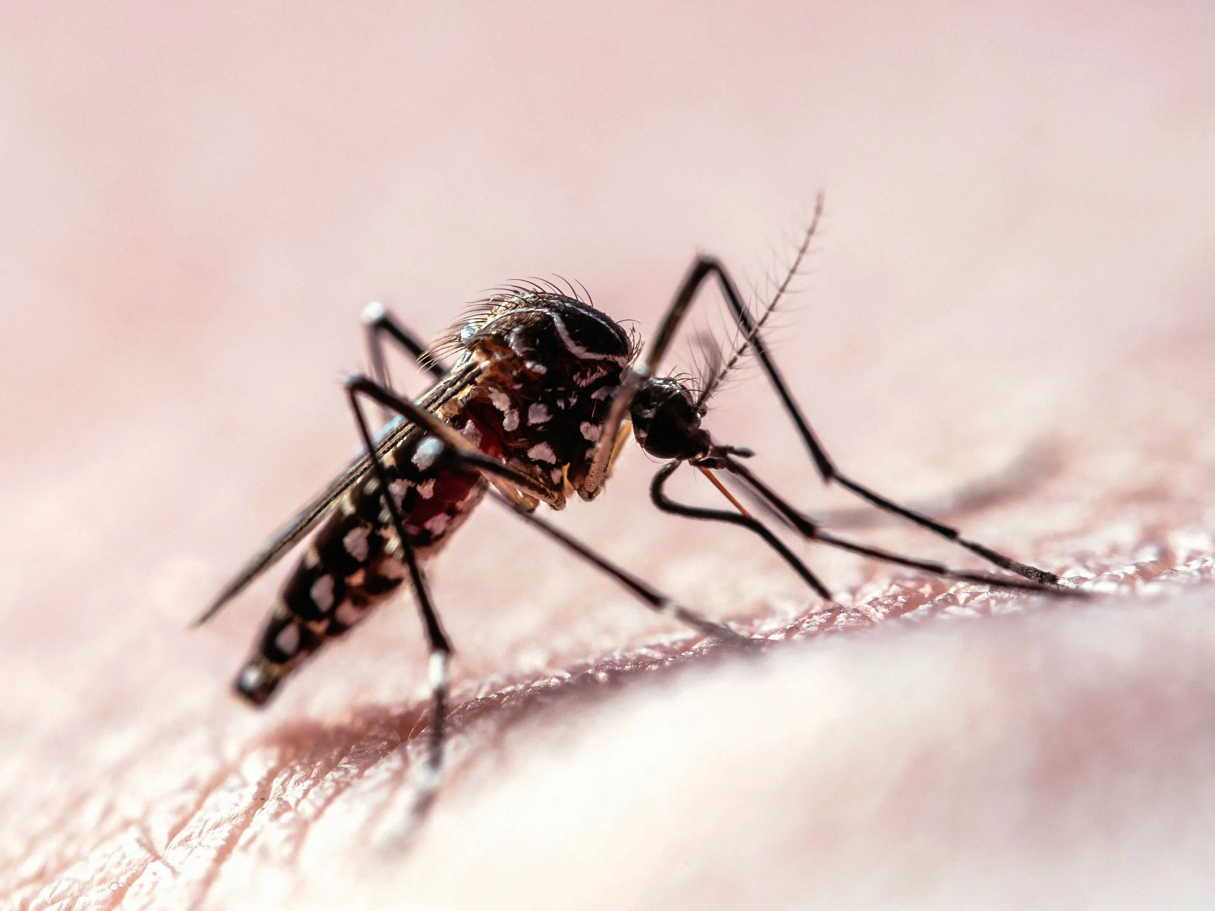 Flight Path Data Shows How Mosquitoes Target Humans